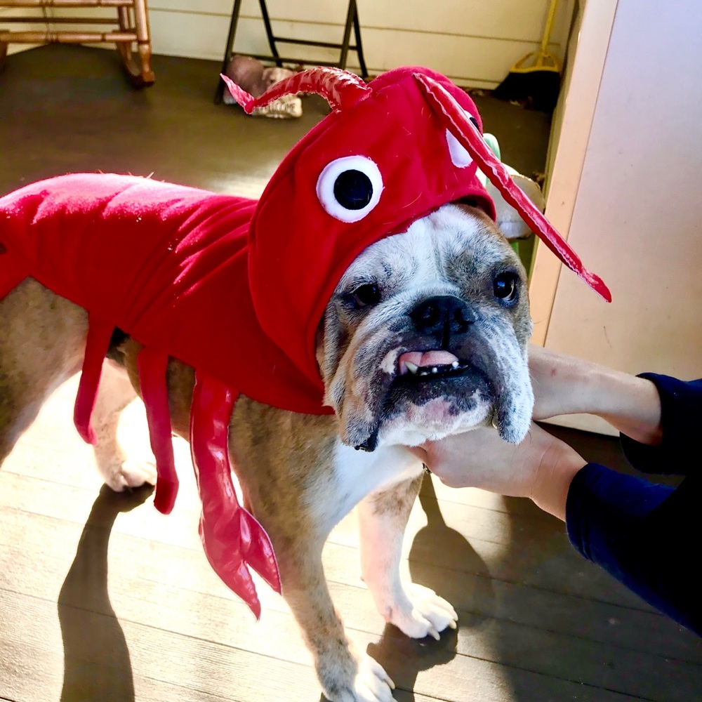 Two Dog Outfits - Lobster and Crocodile LIKE NEW